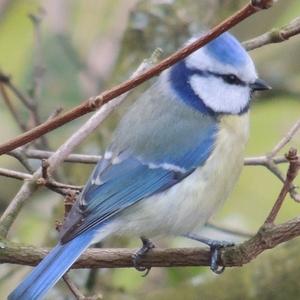 Blue Tit