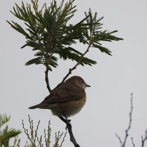 Garden Warbler