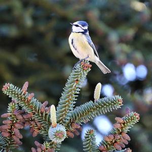 Blue Tit