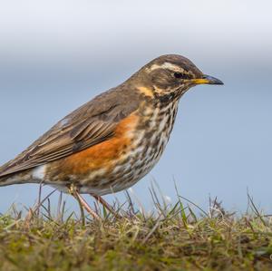 Redwing