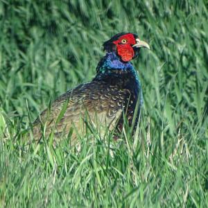 Common Pheasant