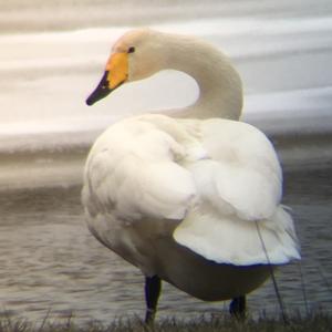 Whooper Swan