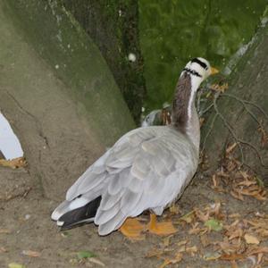 Bar-headed Goose