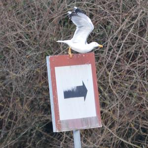 Yellow-legged Gull