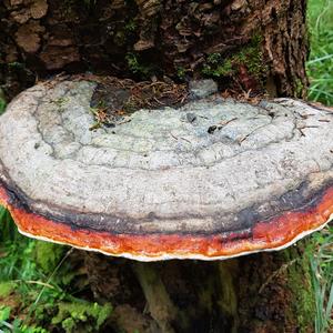 Red-belted Polypore