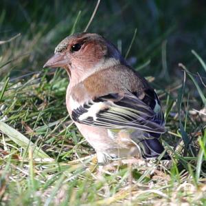 Eurasian Chaffinch