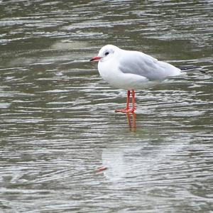 Black-headed Gull