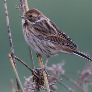 Reed Bunting