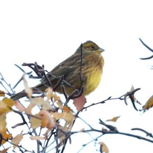 Yellowhammer