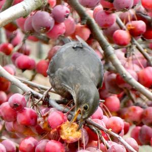 Eurasian Blackbird