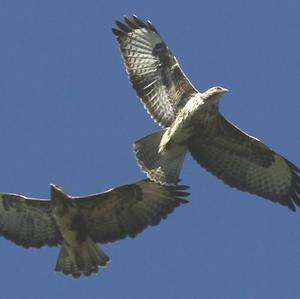 Common Buzzard