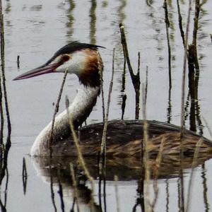 Great Crested Grebe