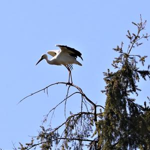 White Stork