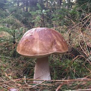 King Bolete