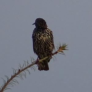 Common Starling