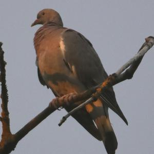 Stock Dove