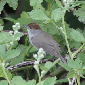 Blackcap