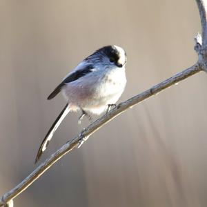 Long-tailed Tit