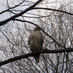 Red-tailed Hawk