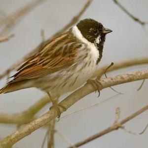 Reed Bunting