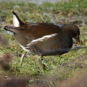 Common Moorhen