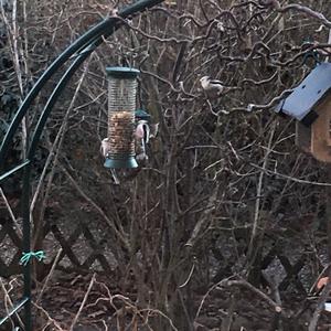 Long-tailed Tit