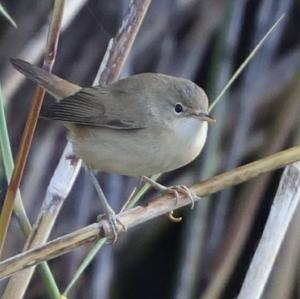 Eurasian Reed-warbler