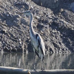 Grey Heron