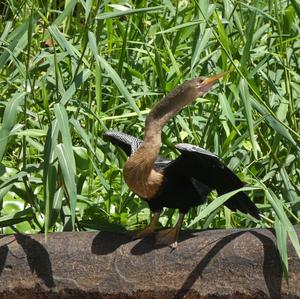 Amerikanischer Schlangenhalsvogel