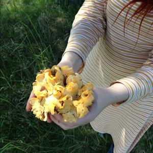 Chanterelle, Common