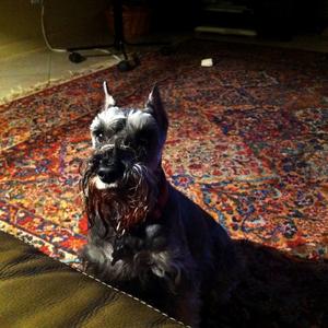 Miniature Schnauzer