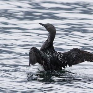 Arctic Loon