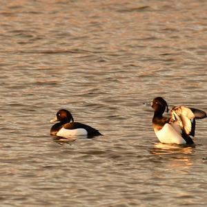 Tufted Duck