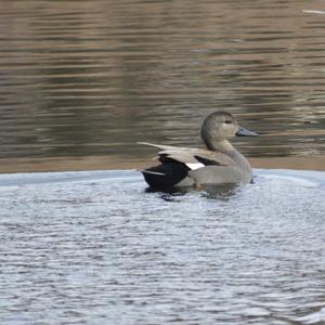 Gadwall