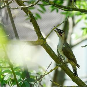 Eurasian Green Woodpecker