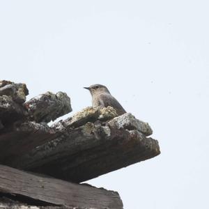 Black Redstart