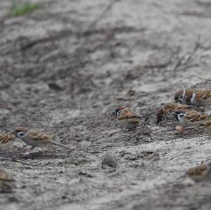 Eurasian Tree Sparrow