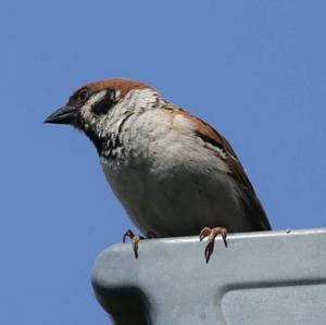 House Sparrow