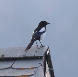 Black-billed Magpie