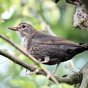 Eurasian Blackbird