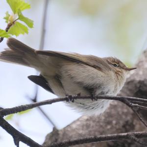 Common Chiffchaff