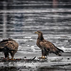 White-tailed Eagle