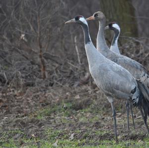 Common Crane