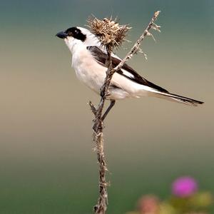 Lesser Grey Shrike