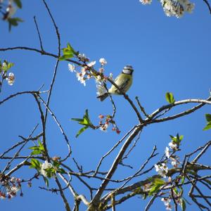 Blue Tit