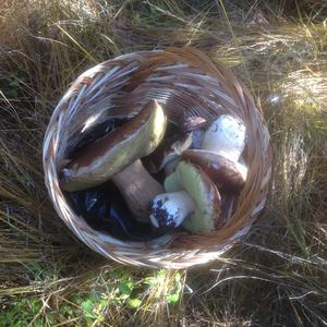 King Bolete