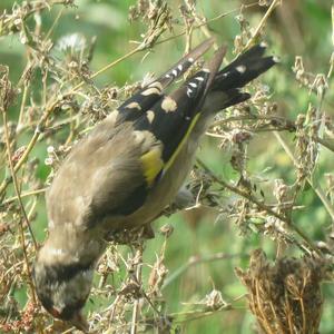 European Goldfinch