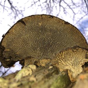 Thick-maze Oak polypore