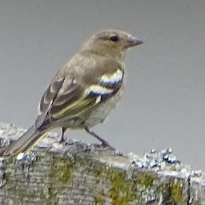 Eurasian Chaffinch