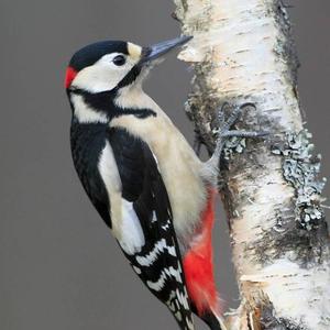 Great Spotted Woodpecker